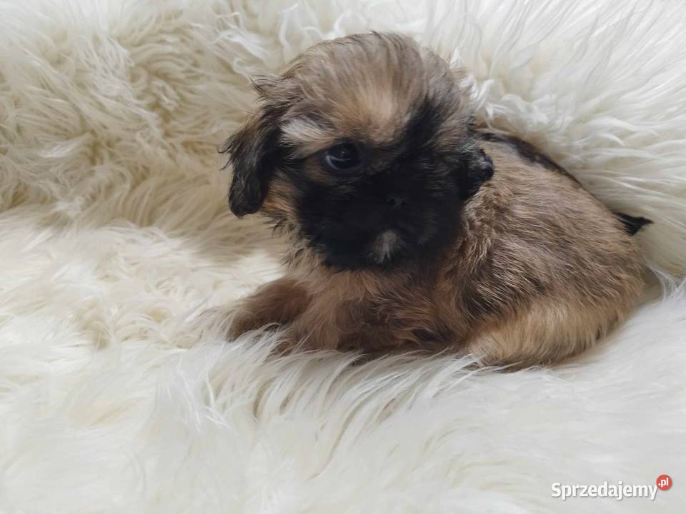 Shih Tzu Malutkie Wielkości Yoreczka Dąbrowa Górnicza sprzedam