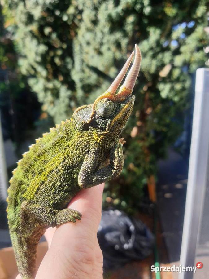 kameleon jacksona kujawsko-pomorskie Lubień Kujawski