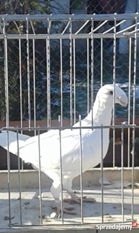 Sprzedam młode gołębie Niemieckie Wystawowe Zwierzęta Wrocław