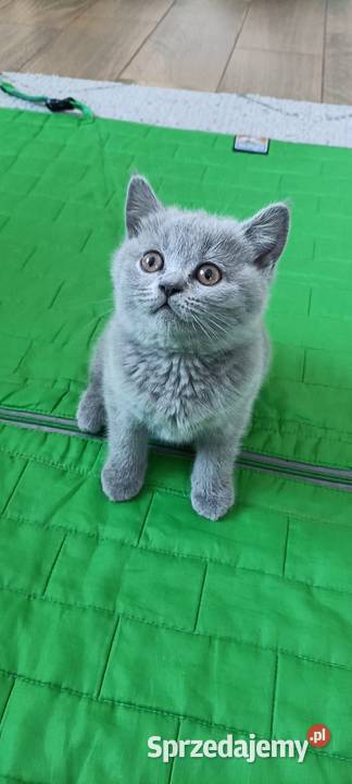 Kotek Brytyjski krótkowłosy niebieski Lalka Brytyjski Brwinów