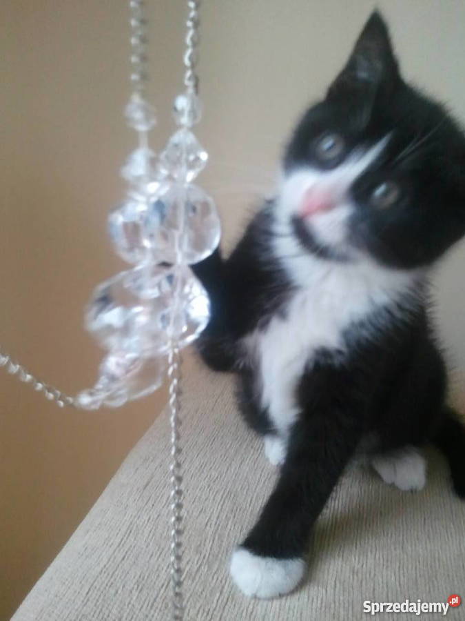 Koraliki szklane firana zasłona sznur girlanda Radom