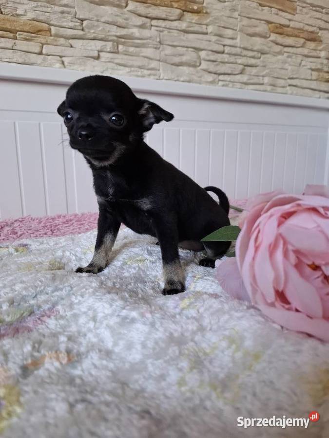 Chihuahua szczeniaczek Mińsk Mazowiecki