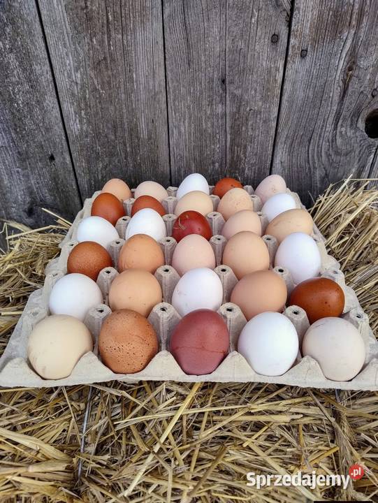 Jaka lęgowe mix ras Kolbuszowa