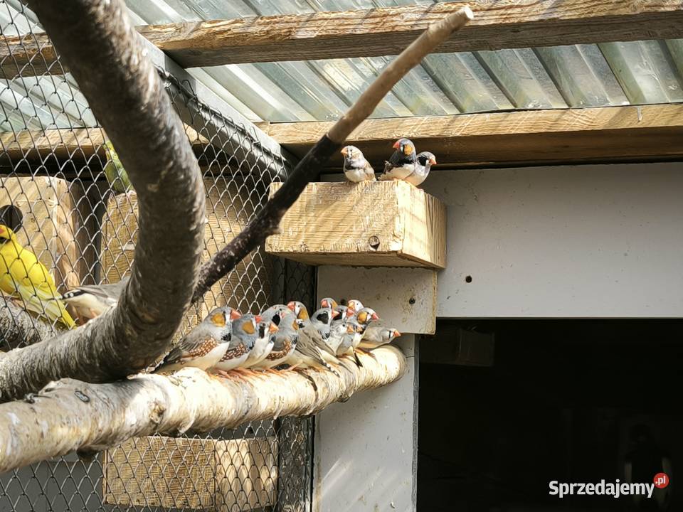 Papugi różne rodzaje Lisia Góra