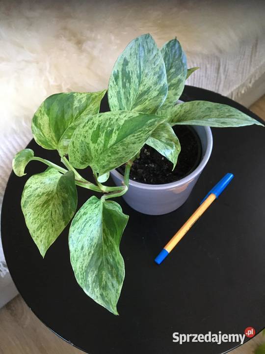 Rośliny z domowej uprawy Epipremnum Warszawa