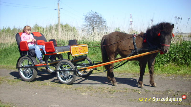 KLACZ KUCA SZETLANDZKIEGO Pozostałe wielkopolskie Pleszew sprzedam