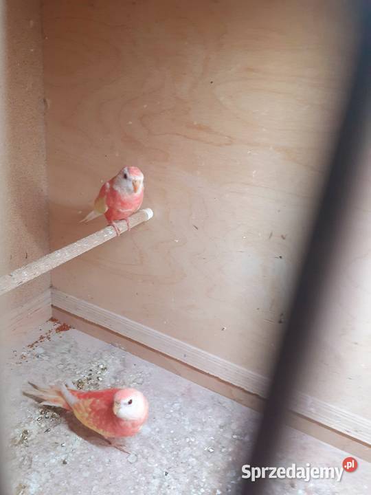 Sprzedam lilianki Ptaki Kalisz