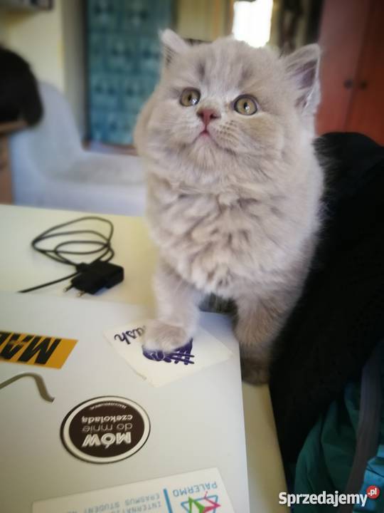 Małe kociaki mazowieckie Warszawa