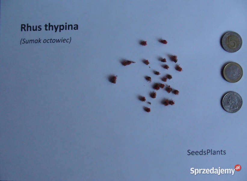 SUMAK OCTOWIEC Rhus thypina NASIONA 800 sztuk