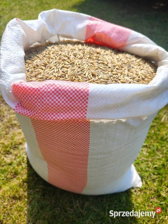 Owies tegoroczny 2025