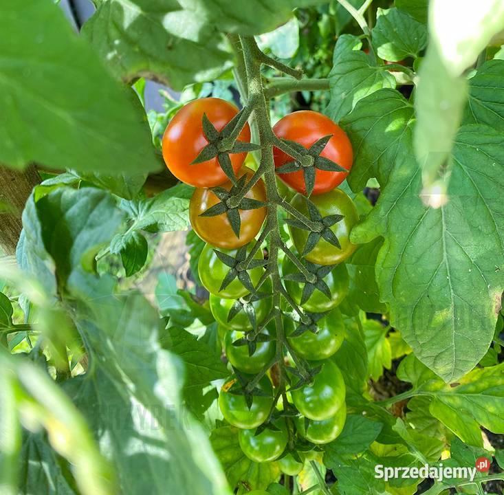 Sadzonki pomidorów koktajlowych TUDOR F1 rozsada Pozostałe Jelenia Góra sprzedam