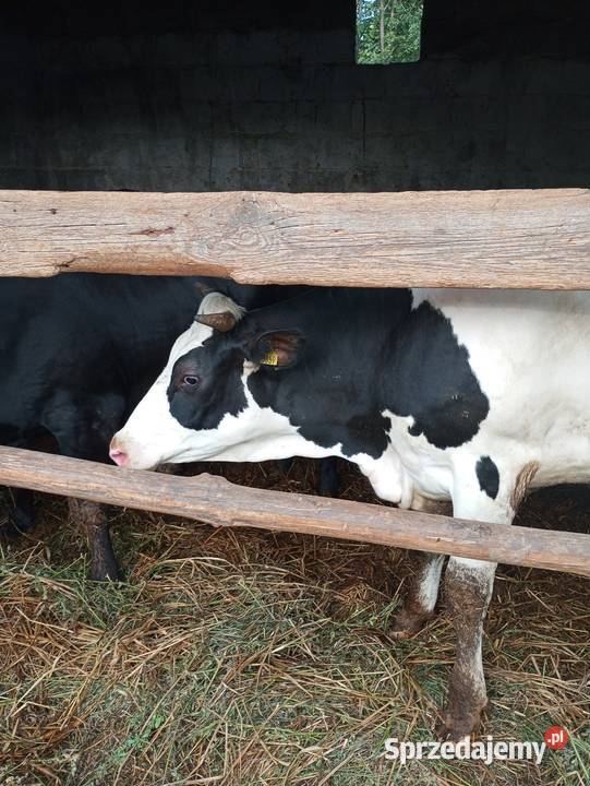 Jałówka białoczarna HF