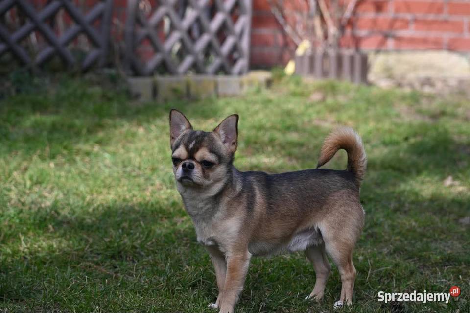 Samiec reproduktor chihuahua ZKwP FCI zachodniopomorskie