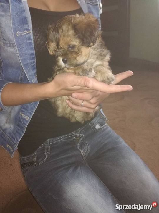 Szczeniaki mieszaniec shih tzu i york