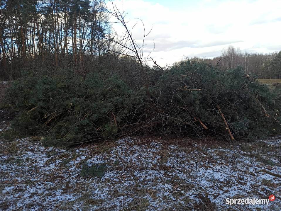 ODDAM GAŁĘZIE DUŻA ILOŚĆ Ziempniów