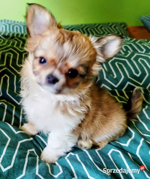 Maleńka sunia chihuahua