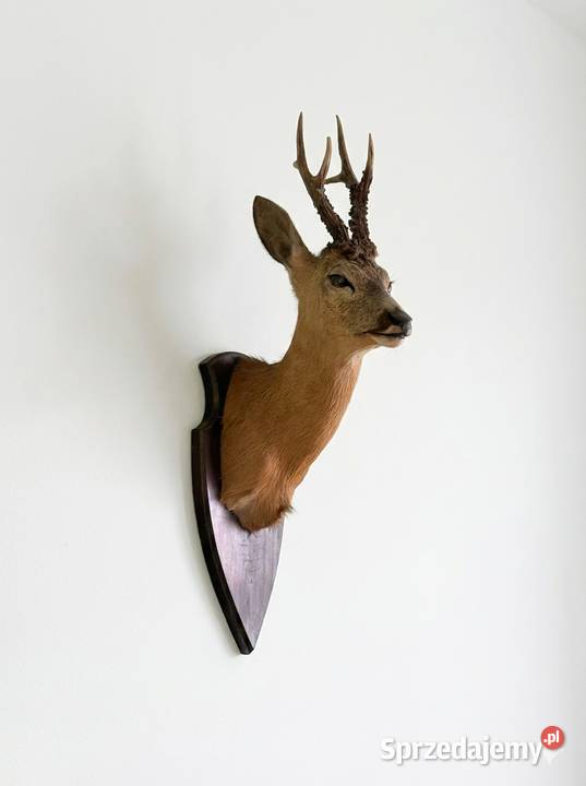 Poroże z sarną Proszowice