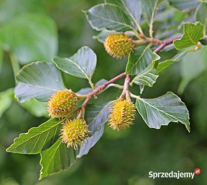 BUK ZWYCZAJNY Fagus sylvatica NASIONA 1000 sztuk Lubanie