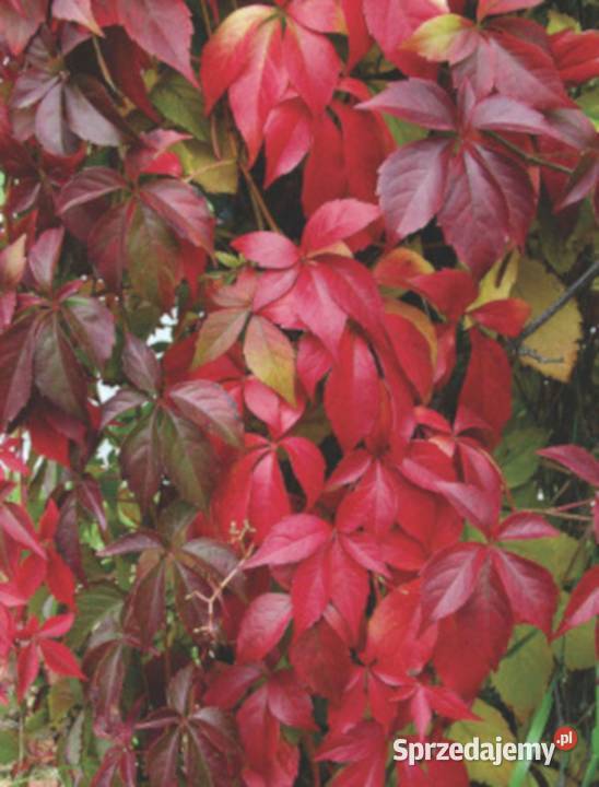 WINOBLUSZCZ Parthenocissus quinquefolia NASIONA kujawsko-pomorskie Lubanie sprzedam