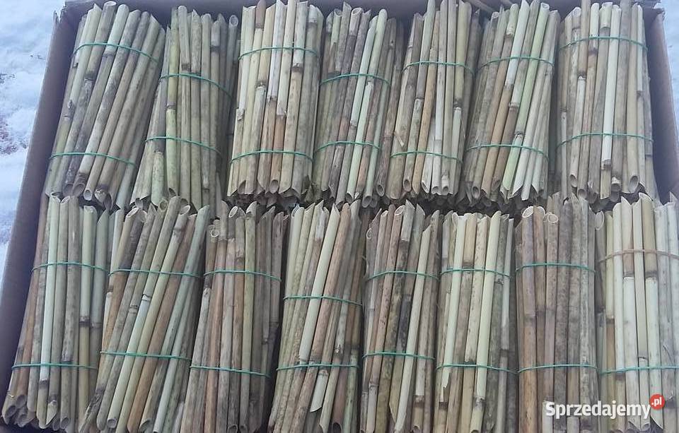 Pszczoła Murarka Ogrodowa DOMEK SIEDLISKO Lublin