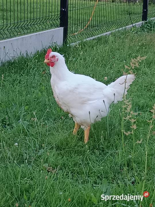 Kurczak brojler wiejski Żdżary