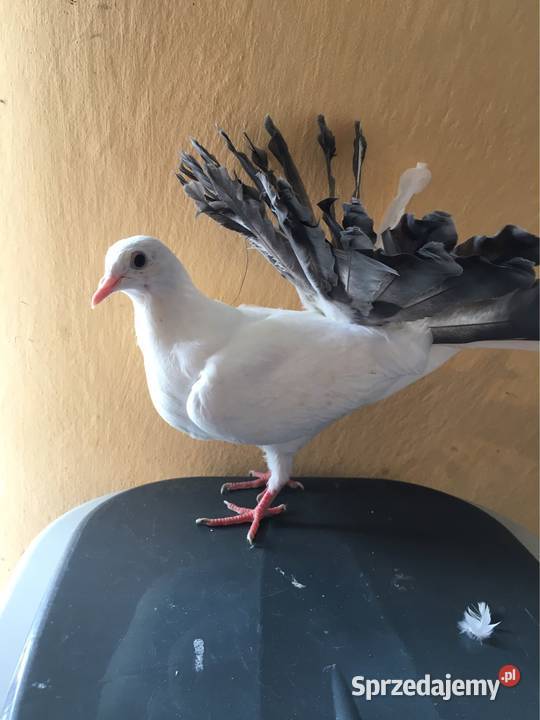 Gołębie pawiki pawik Dębica