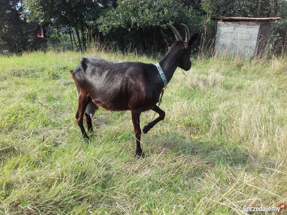 Sprzedam kozę Węgierska Górka sprzedam
