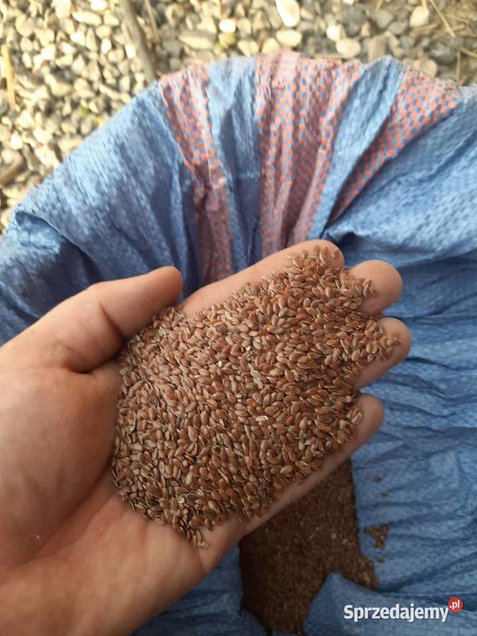 Siemie lniane lubelskie Wojsławice