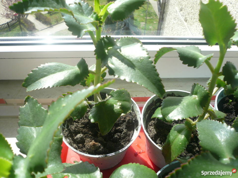 Piękna żyworódka pierzasta lecznicza rośliny wys Pozostałe