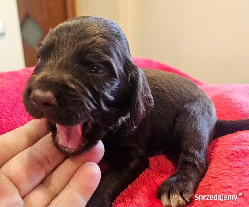 Płochacz niemiecki WACHTELHUND Piesek Pozostałe Tułowice sprzedam