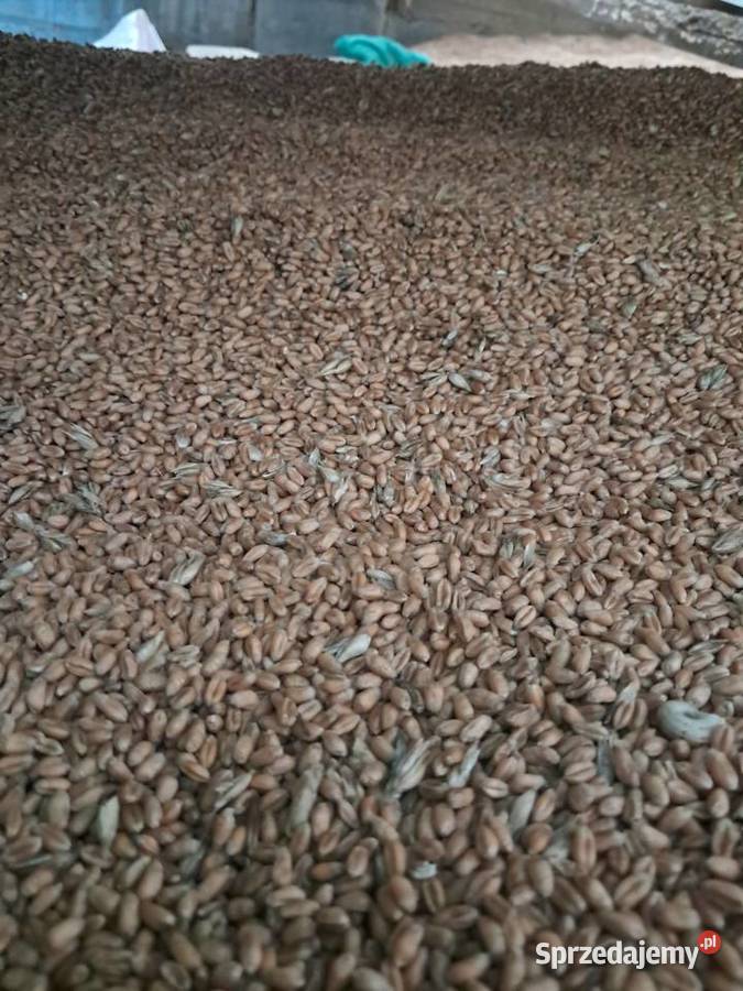 Pszenica jara Aura Pińczów