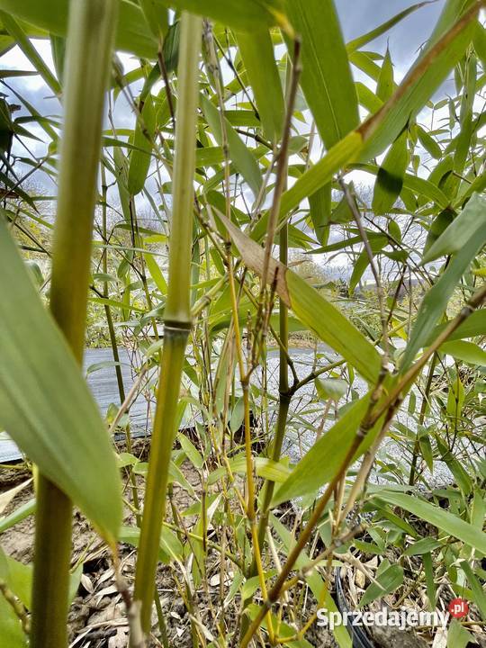 Bambus Phyllostachys Aureosulcata 5l małopolskie