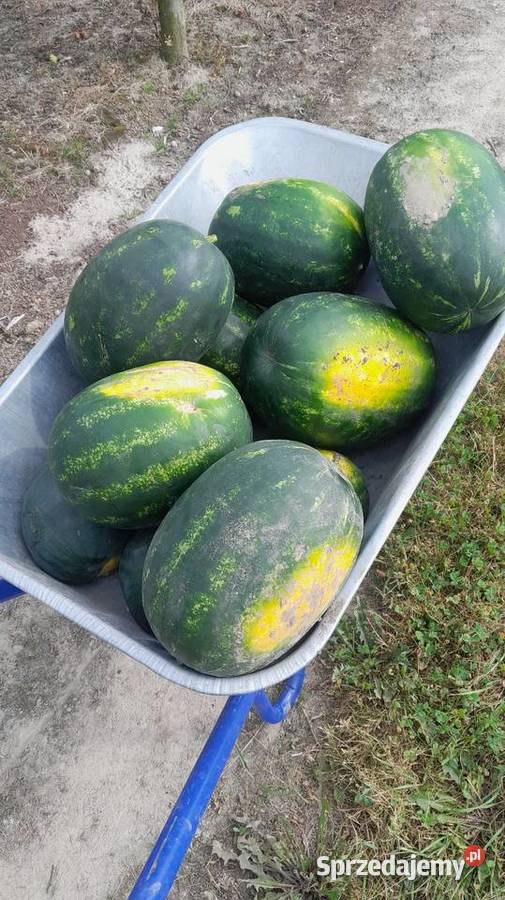 Arbuzy własna plantacja Trębaczów