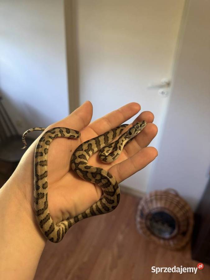 Pyton dywanowy Morelia Spilota samica Dobryszyce