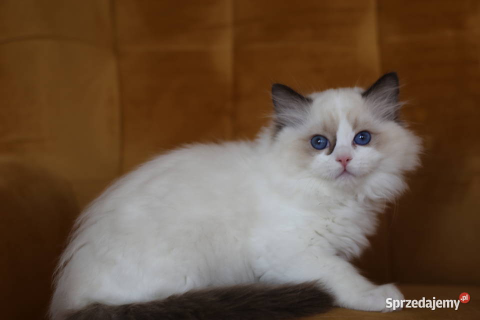 Koteczka Wicca z hodowli Castillo Cat