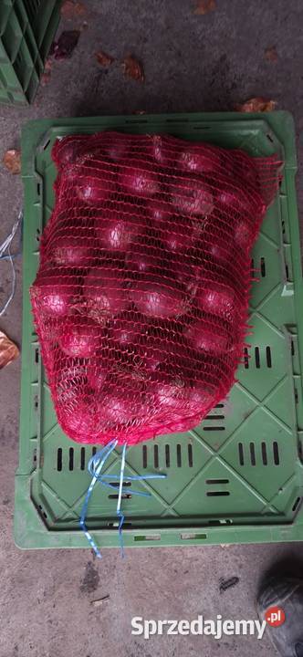 Cebula zółta czerwona Opatówek