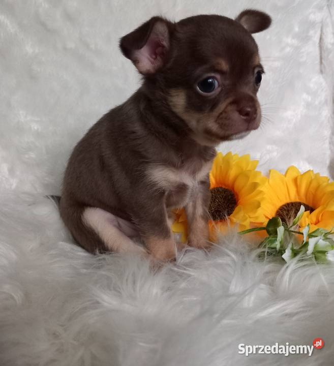 Chihuahua krótkowłosy czekoladowy opolskie Strzelce Opolskie