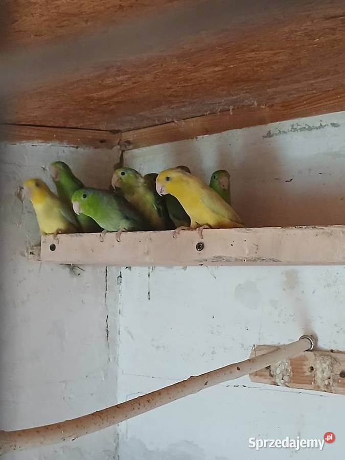 Sprzedam wróbliczki Rżyska