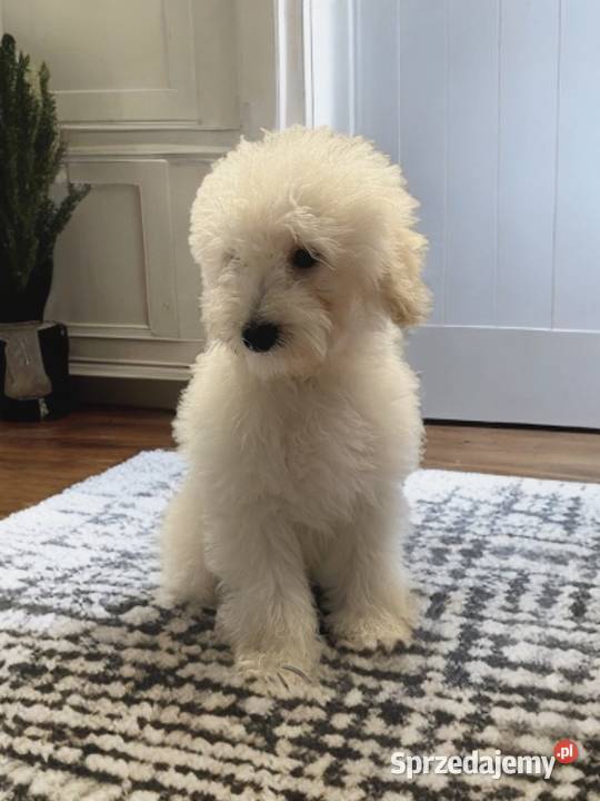 BAKUŚ Piesek Rasy PUDEL TOY o umaszczeniu białym małopolskie Limanowa
