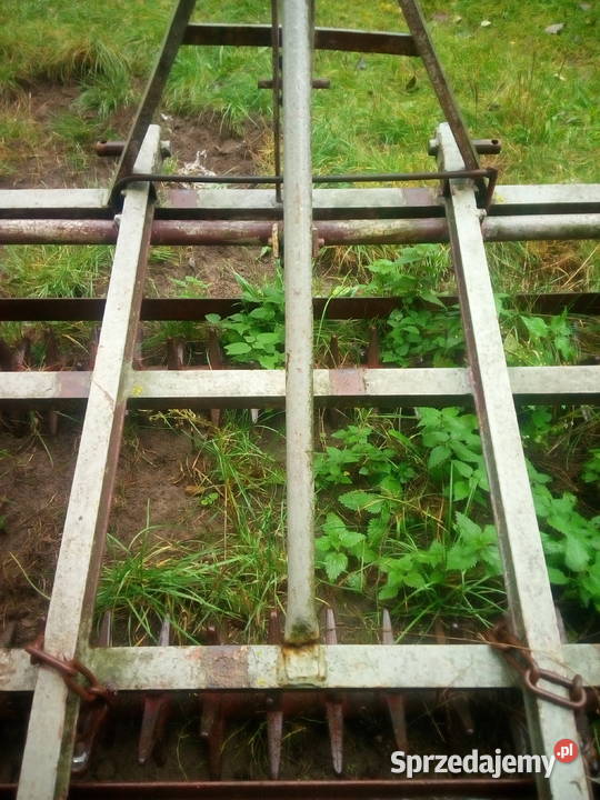 Kolczatka uprawowa Lechówek