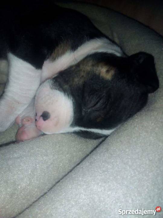 Amstaff 4 miesiące piesek Kraków sprzedam