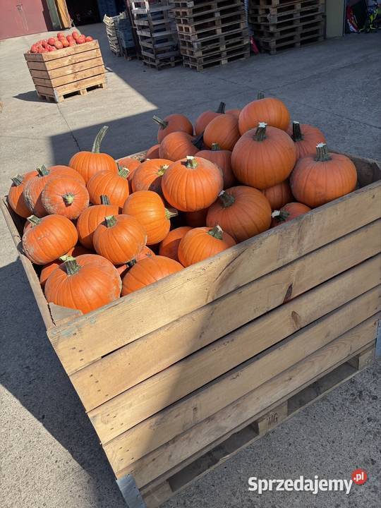 Dynia hokkaido halloween Proszowice sprzedam