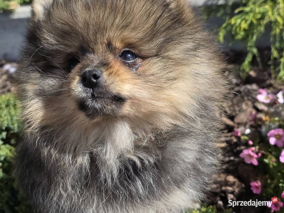 Szpic miniatirowy Pomeranian FCI łódzkie