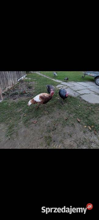 Indor staropolski rudawy podkarpackie Piwoda