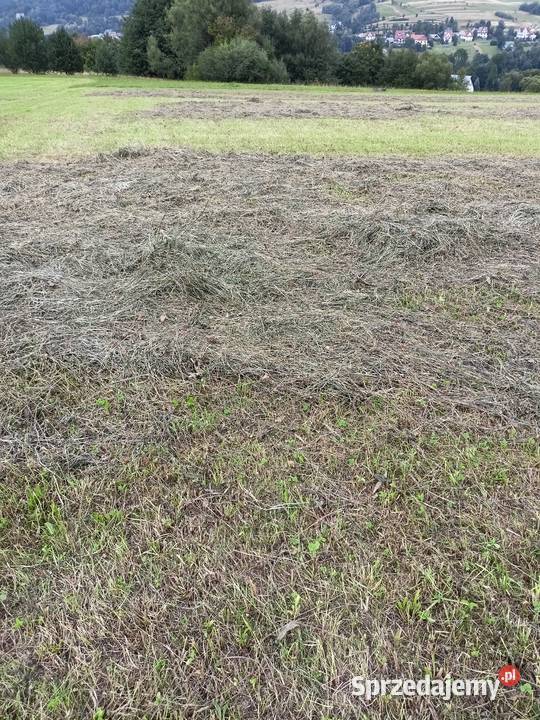 Siano świeże Kasina Wielka sprzedam