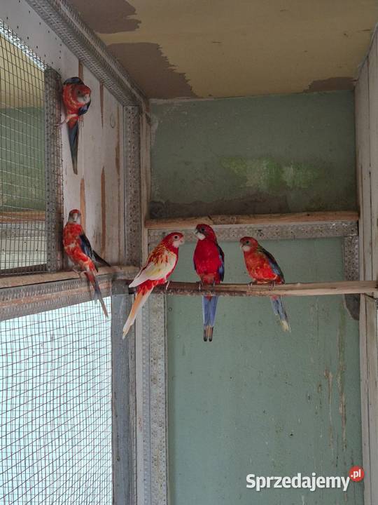 Rozelle Białolice Sędziszów Małopolski sprzedam