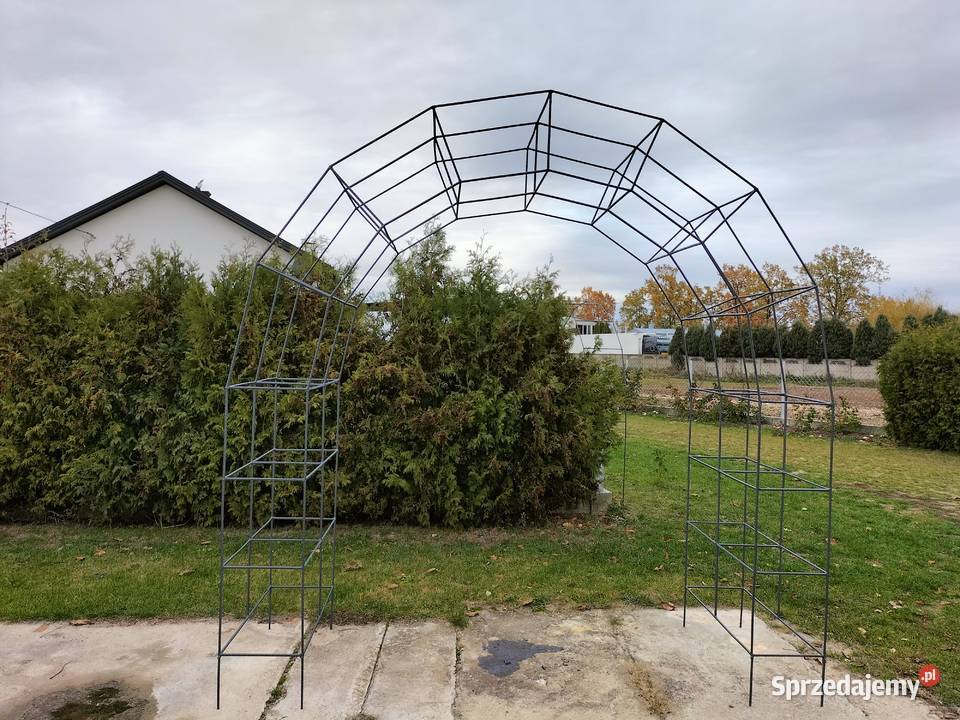 Perogla na róze mazowieckie Siedlce sprzedam