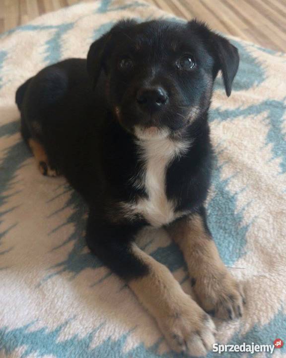 Szczeniaki owczarek niemiecki mix