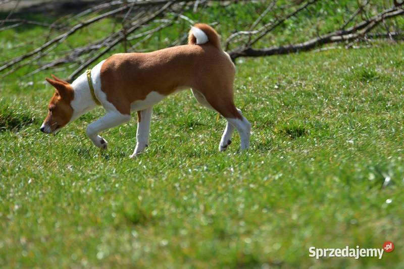 Basenji sunia Z Klanu Łobuzów FCI paszport EU Chełm
