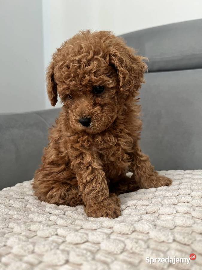 Pudel toy chłopcy Pozostałe Olsztyn